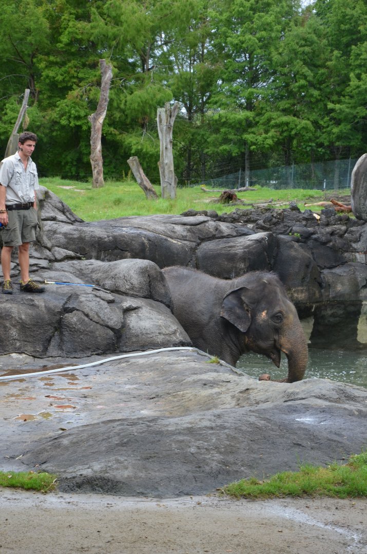 Auckland Zoo | Asian Elephant Burma in Pool