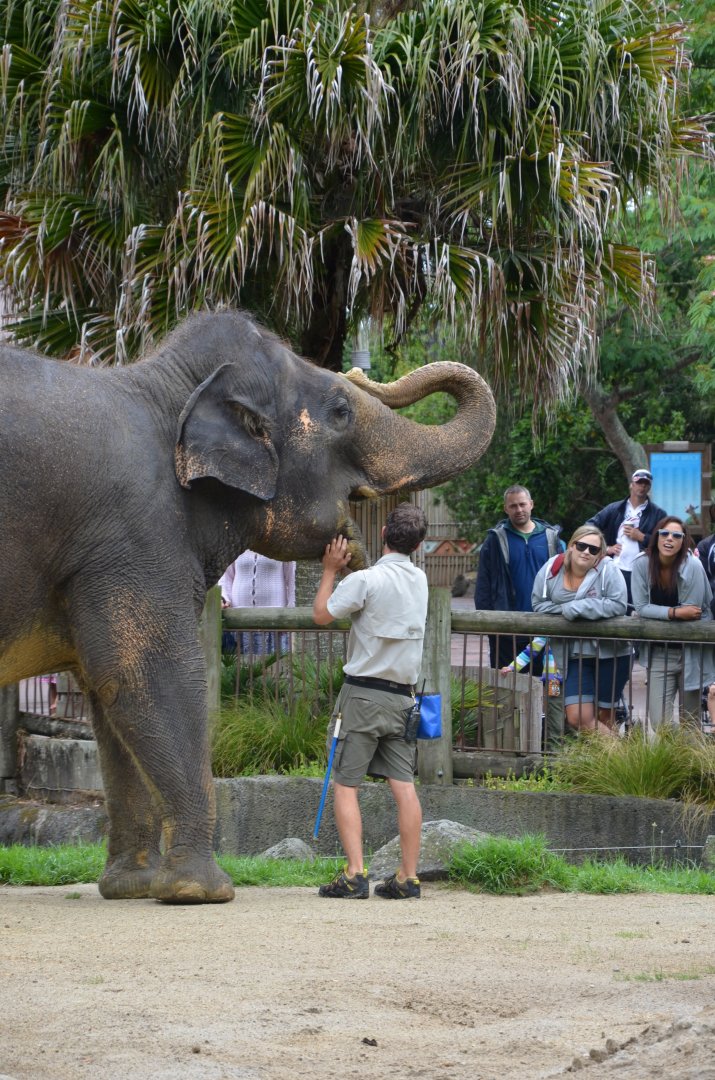 Auckland Zoo | Asian Elephant Burma Keeper Talk