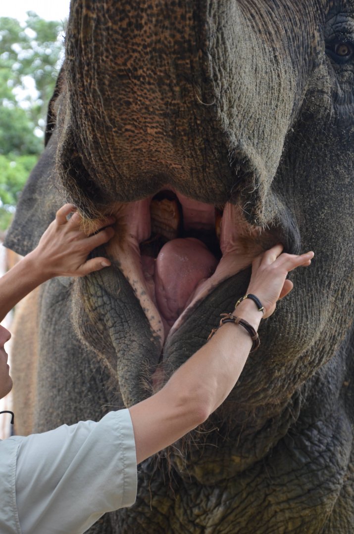 Auckland Zoo | Asian Elephant Burma Opening Mouth
