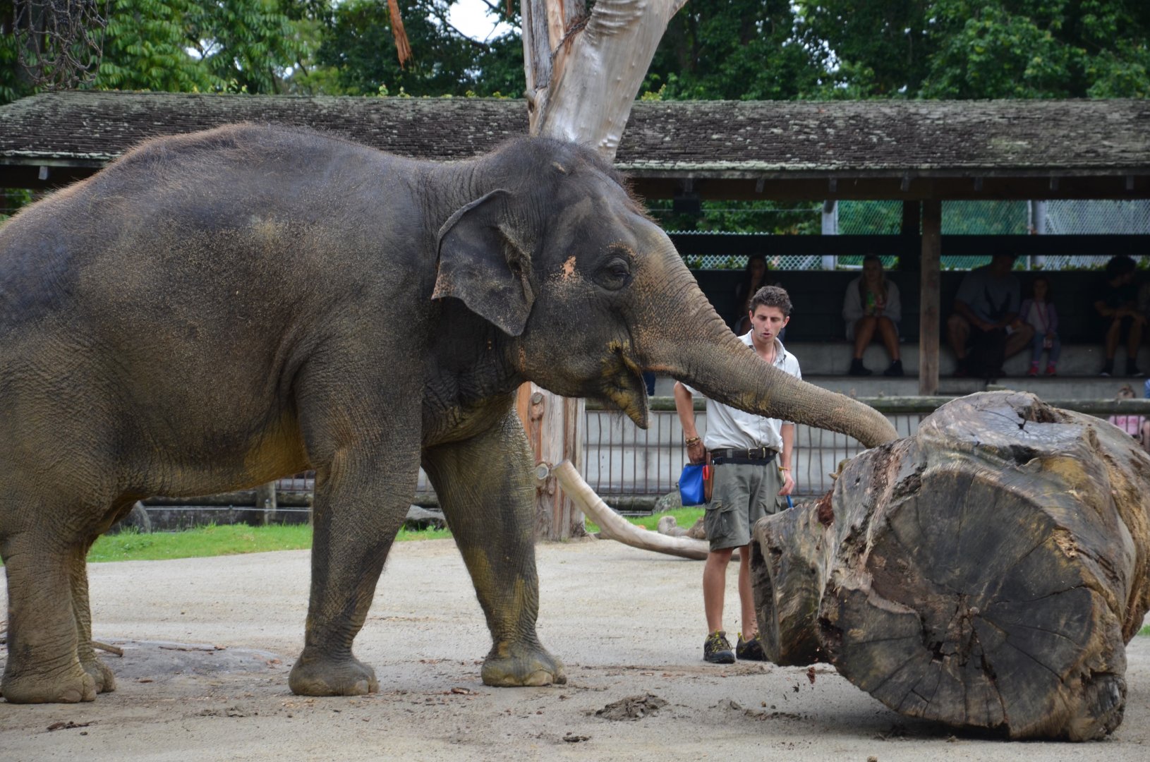 Auckland Zoo | Asian Elephant Burma Pushing Log