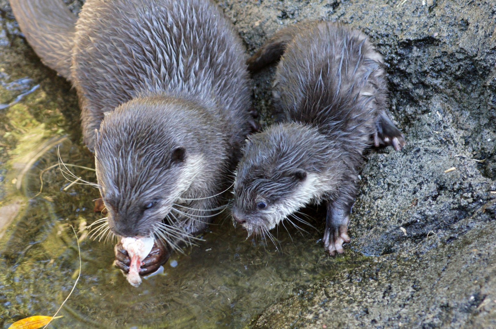 Auckland Zoo | Asian Small-clawed Otter with Young