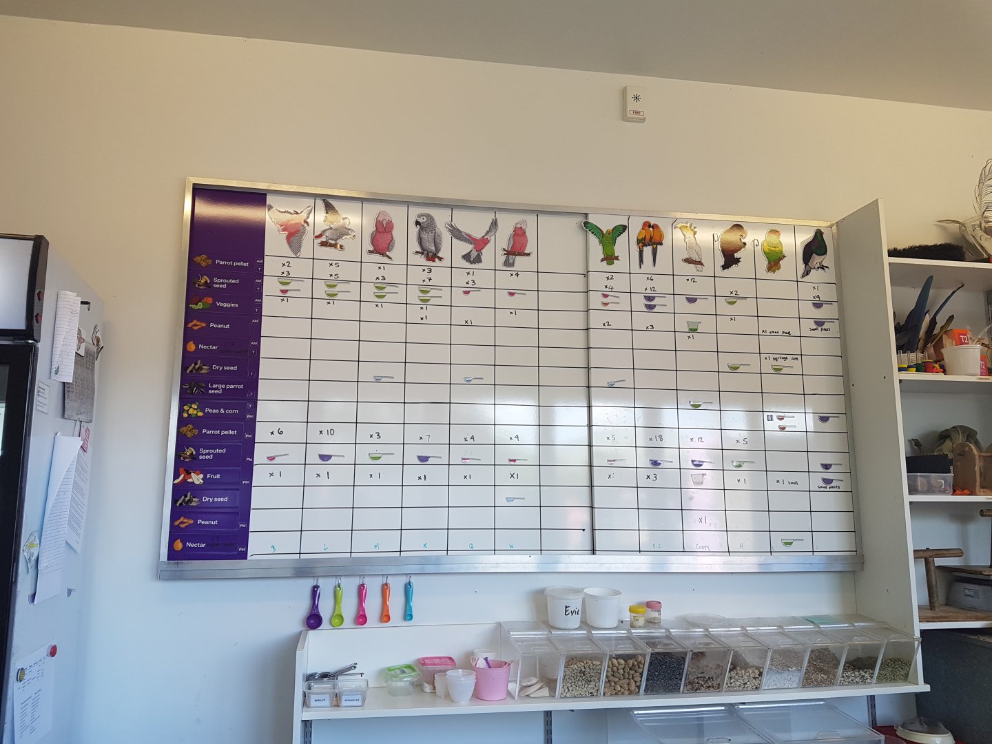 Auckland Zoo | Bird Feeding Schedule