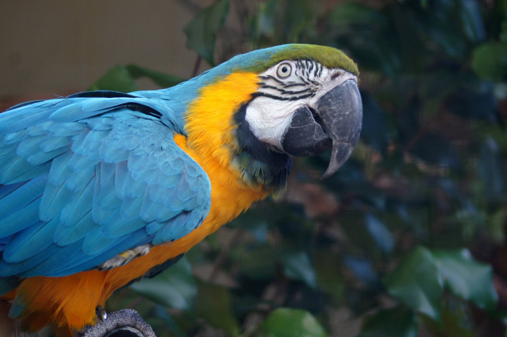Auckland Zoo | Blake the Blue-and-gold Macaw