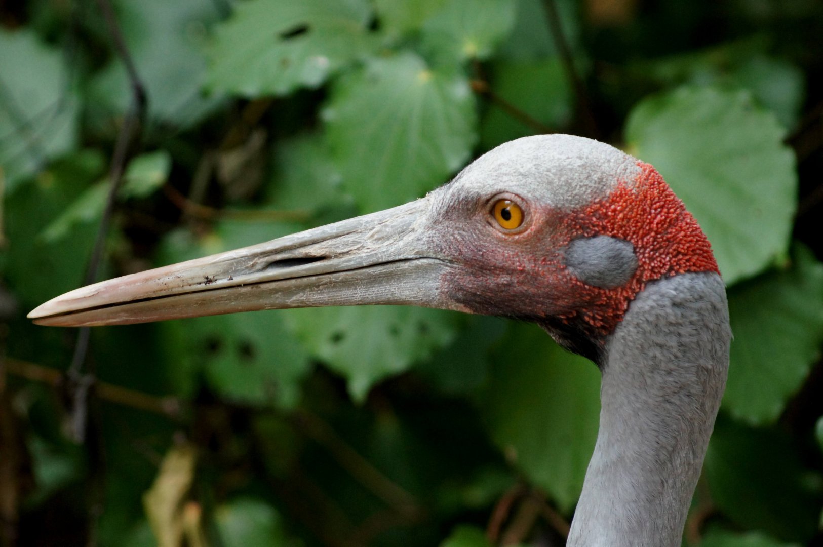 Auckland Zoo | Brolga