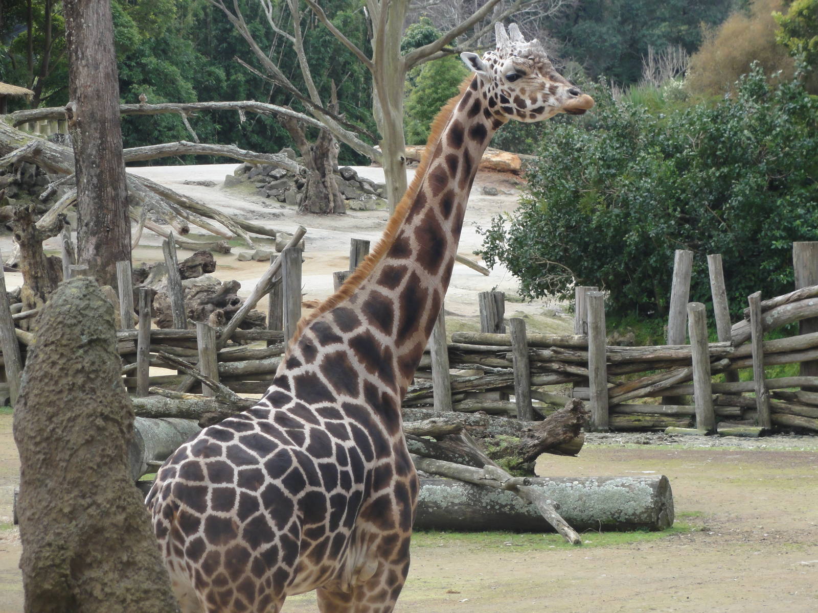 Auckland Zoo: circa 2011