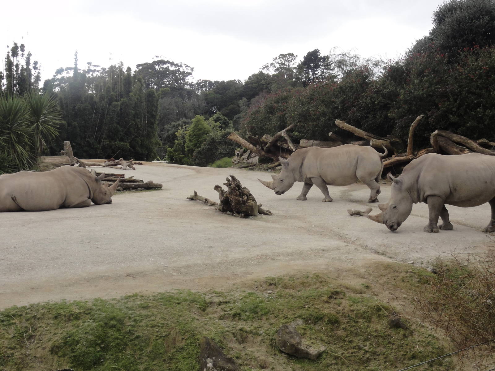 Auckland Zoo: circa 2011