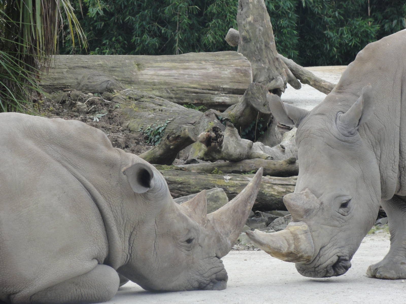 Auckland Zoo: circa 2011