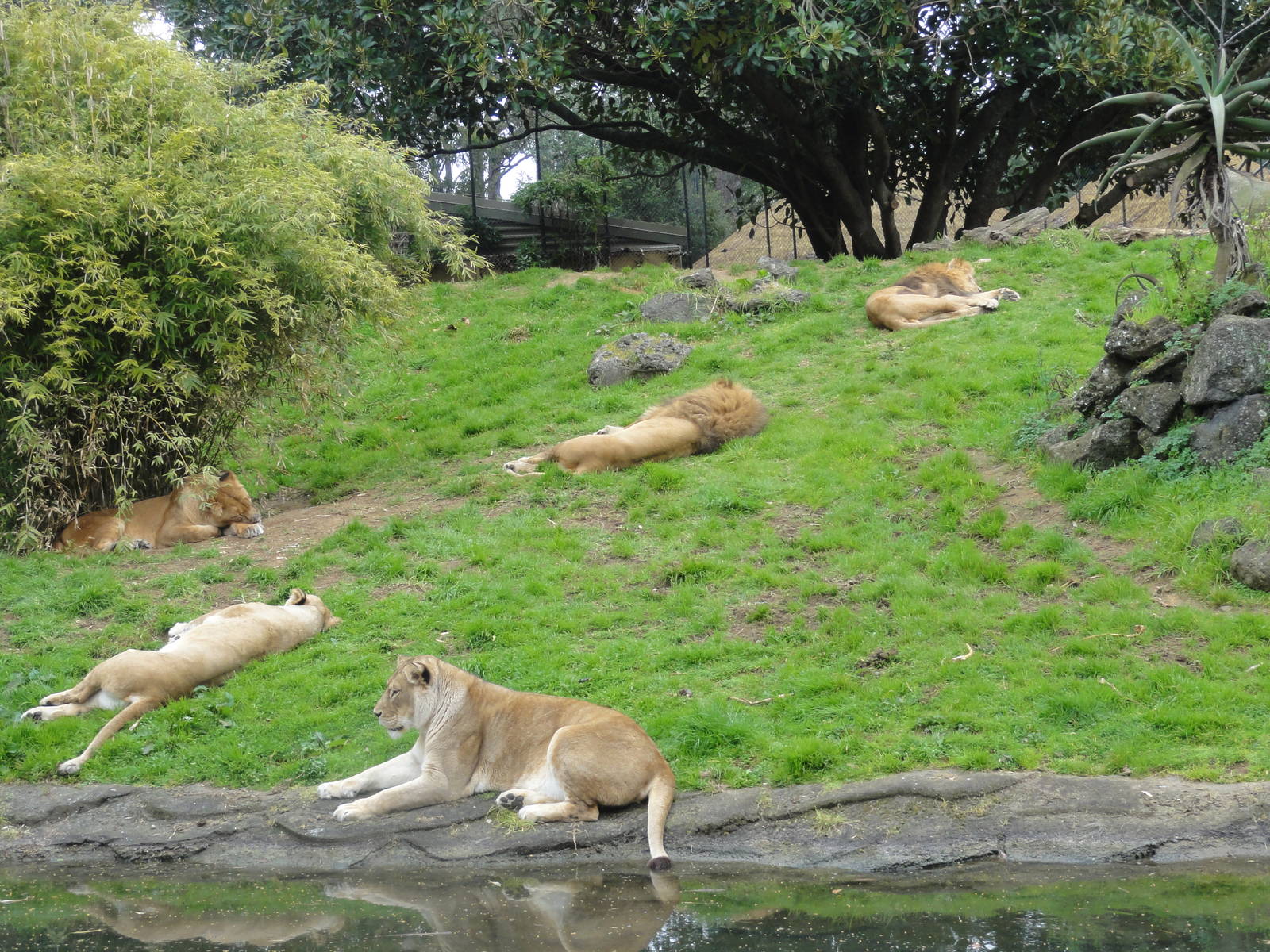 Auckland Zoo: circa 2011