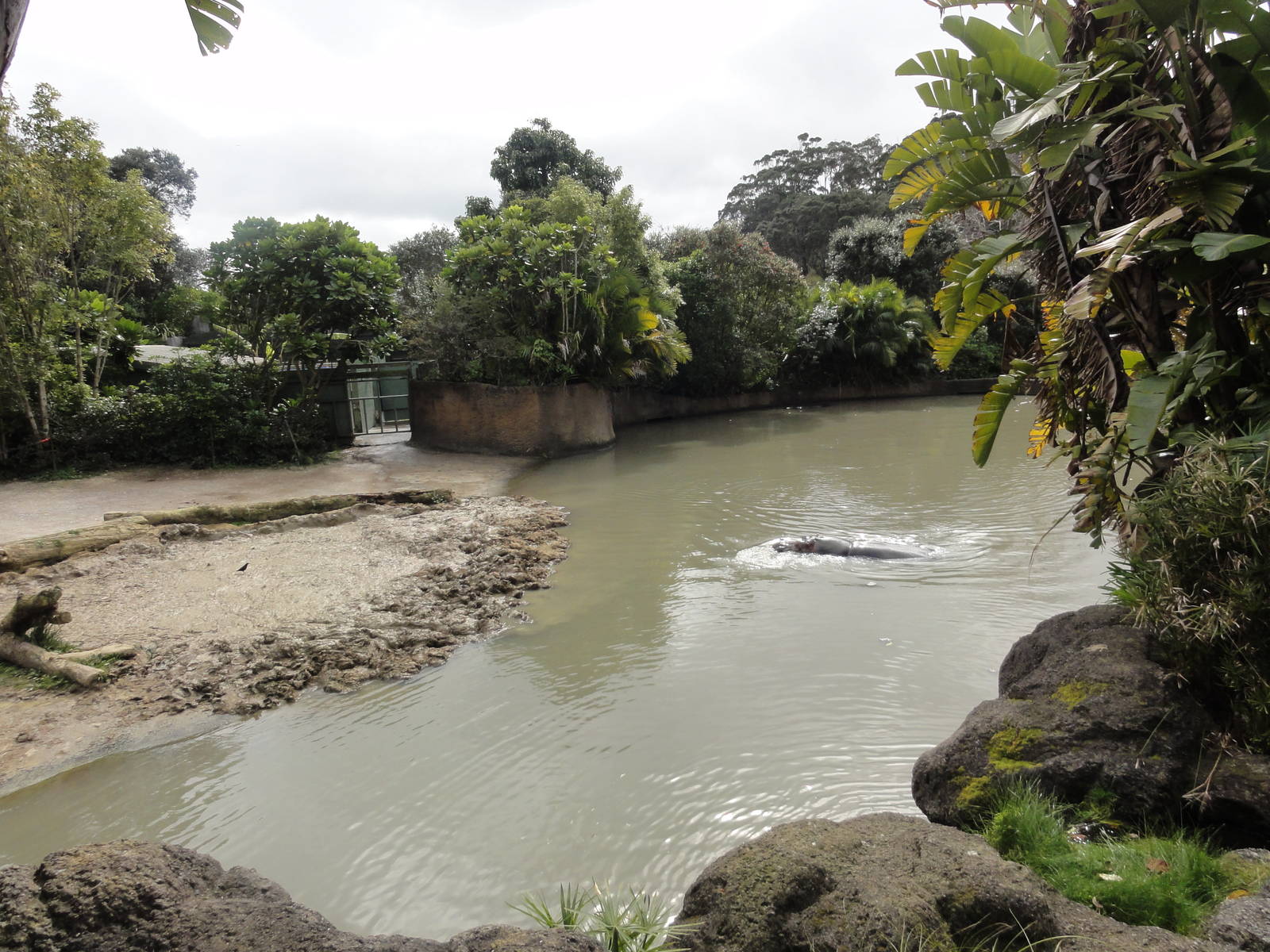 Auckland Zoo: circa 2011