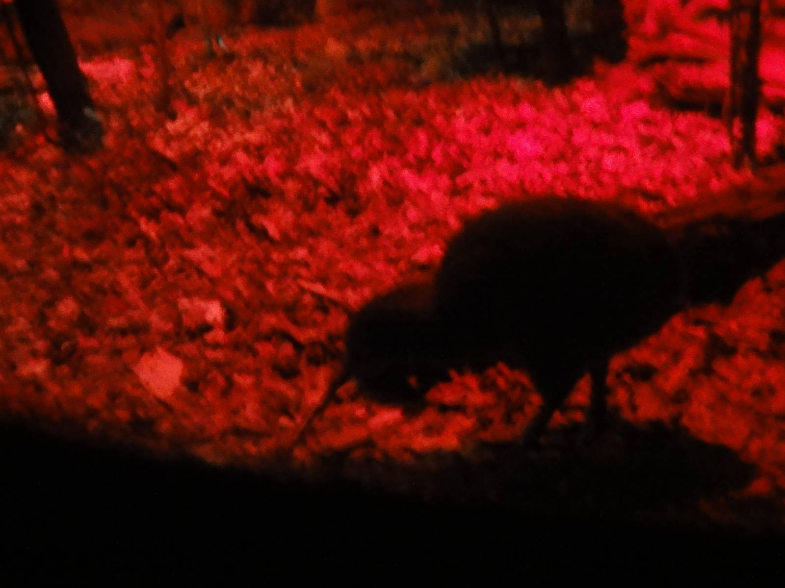 Auckland Zoo: circa 2011