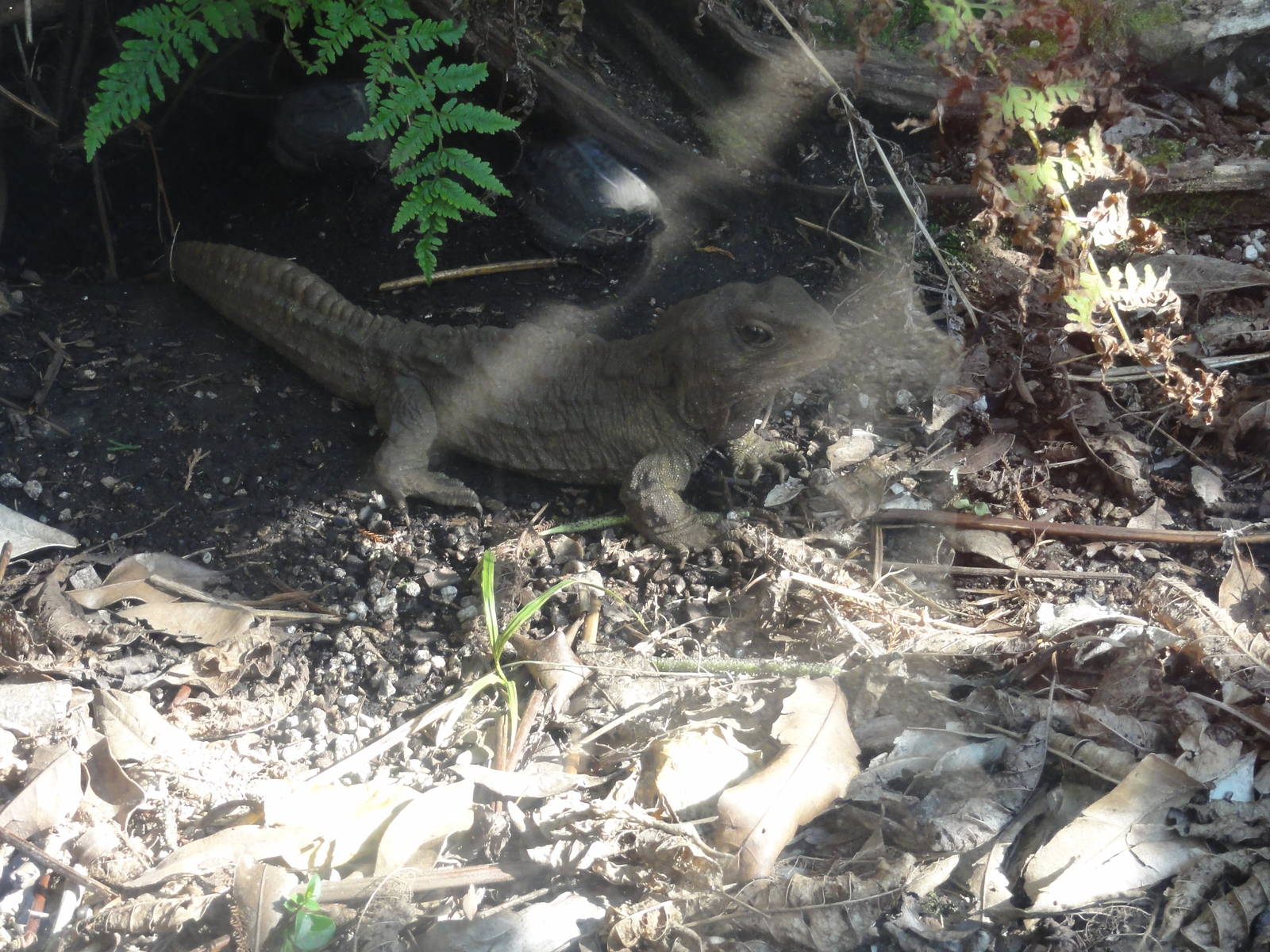 Auckland Zoo: circa 2011