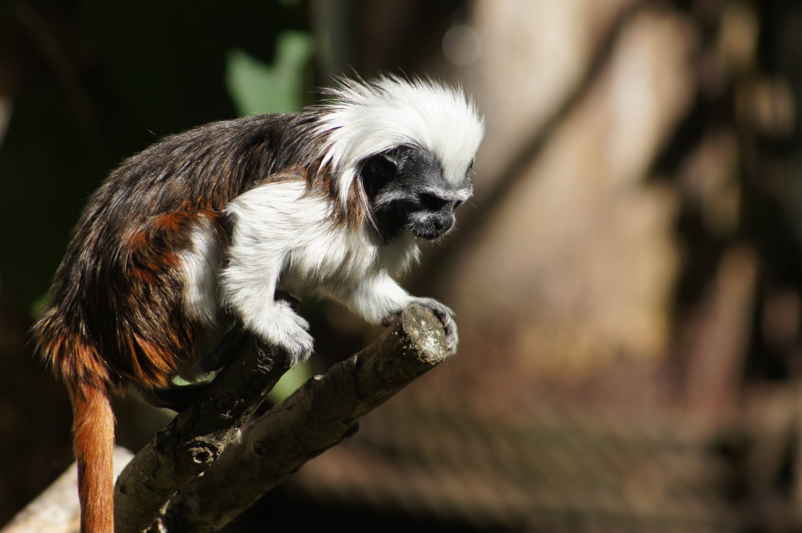 Auckland Zoo | Cotton-top Tamarin