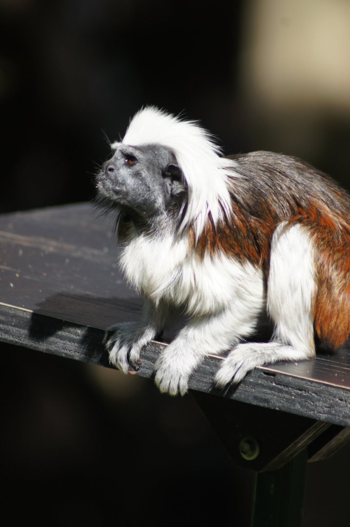 Auckland Zoo | Cotton-top Tamarin