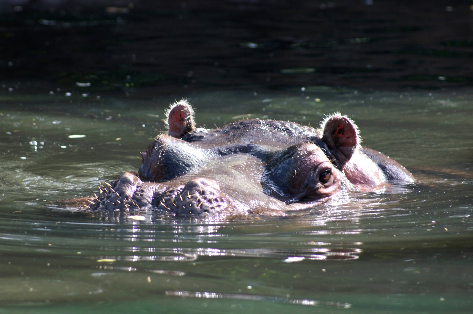 Auckland Zoo | Faith the Common Hippopotamus