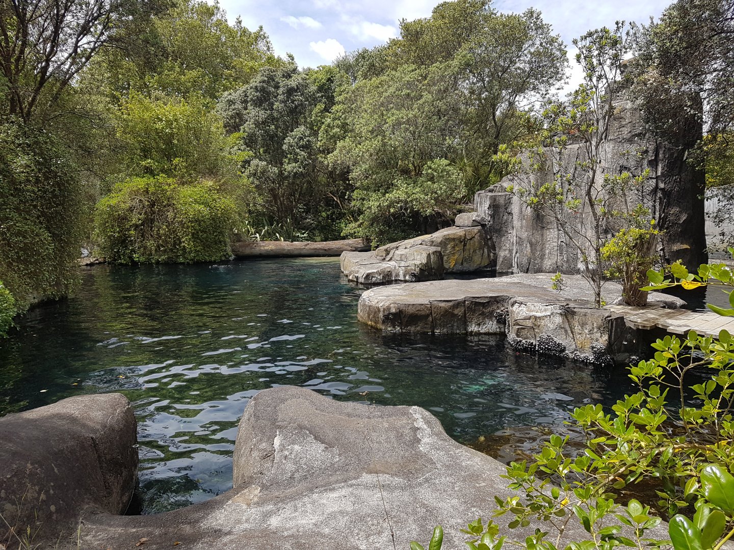 Auckland Zoo | Fur Seal Enclosure
