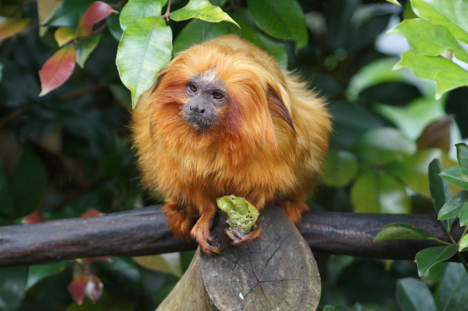 Auckland Zoo | Golden Lion Tamarin Eating Kiwifruit