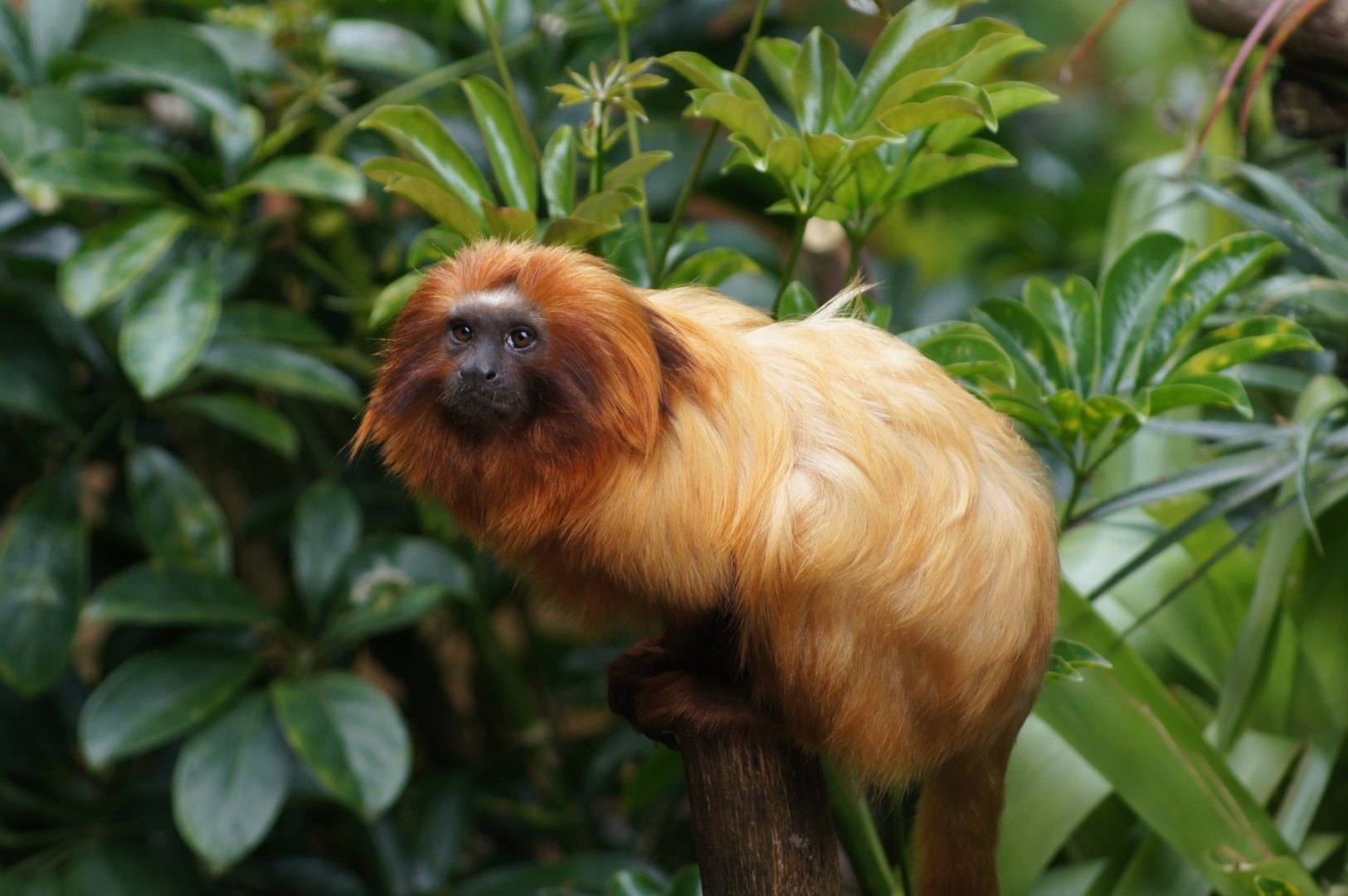 Auckland Zoo | Golden Lion Tamarin