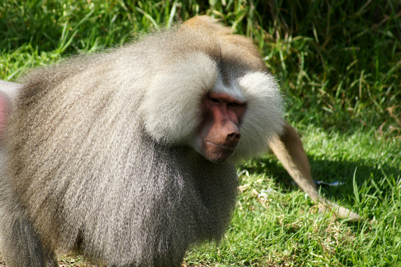Auckland Zoo | Hamadryas Baboon