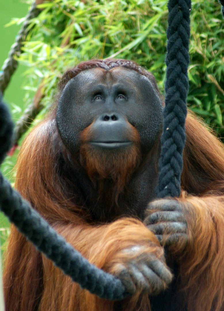 Auckland Zoo | Isim the Bornean Orangutan