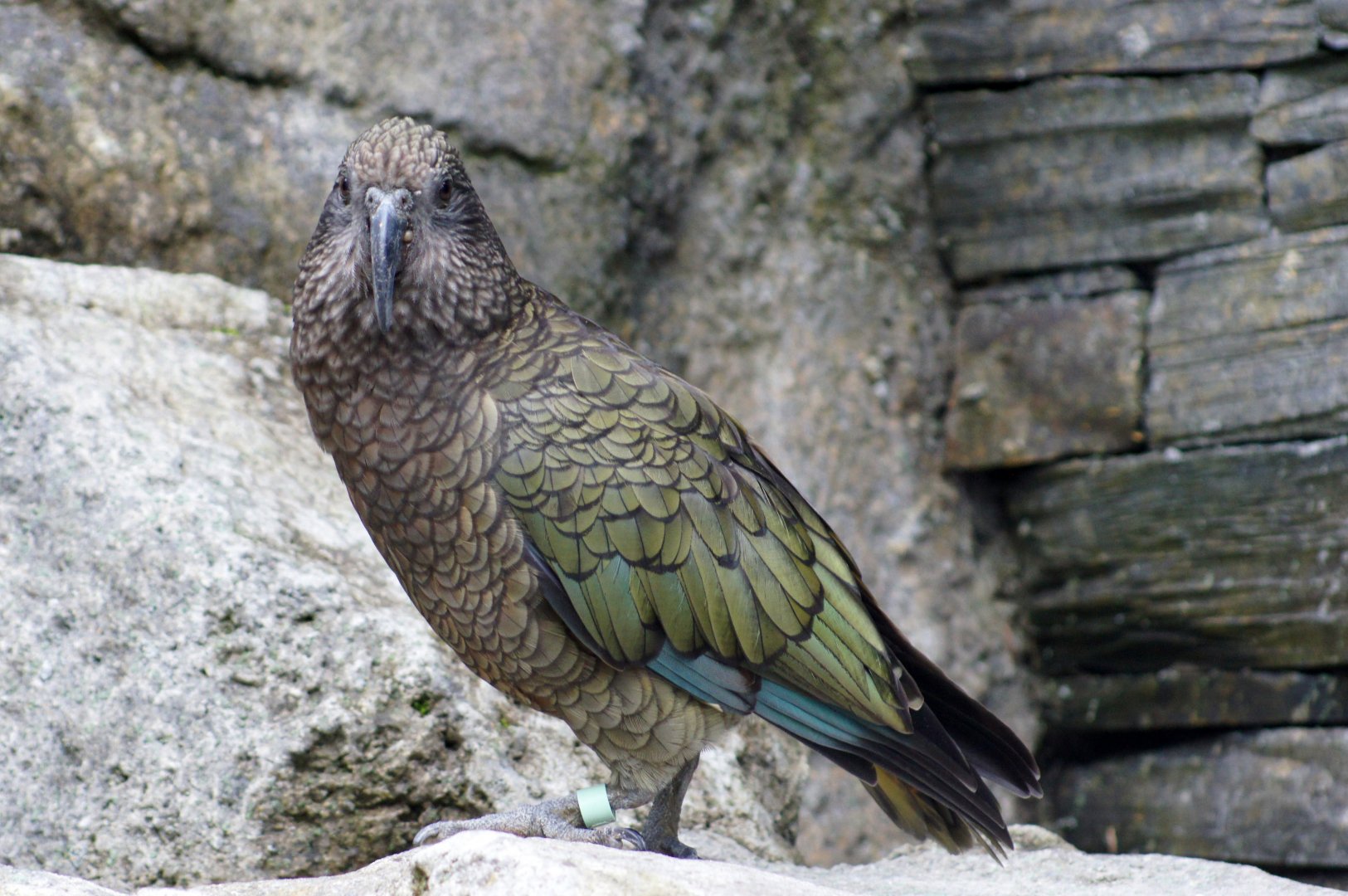 Auckland Zoo | Kea