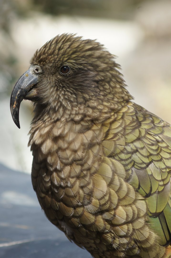 Auckland Zoo | Kea