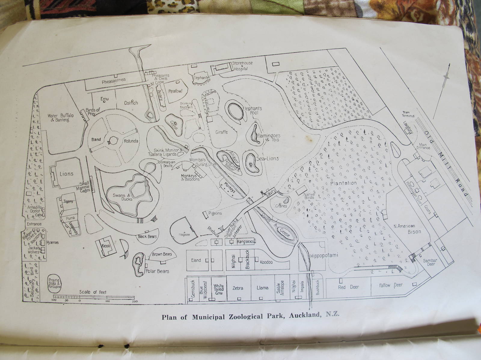Auckland Zoo Map 1926