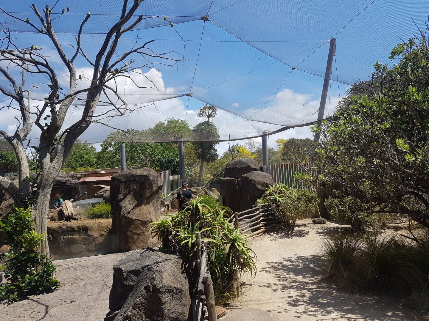Auckland Zoo | Masked Lovebird Aviary