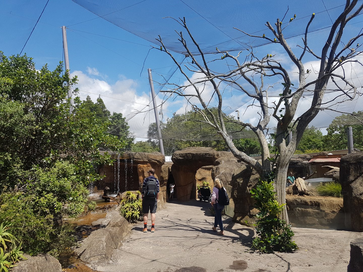 Auckland Zoo | Masked Lovebird Aviary