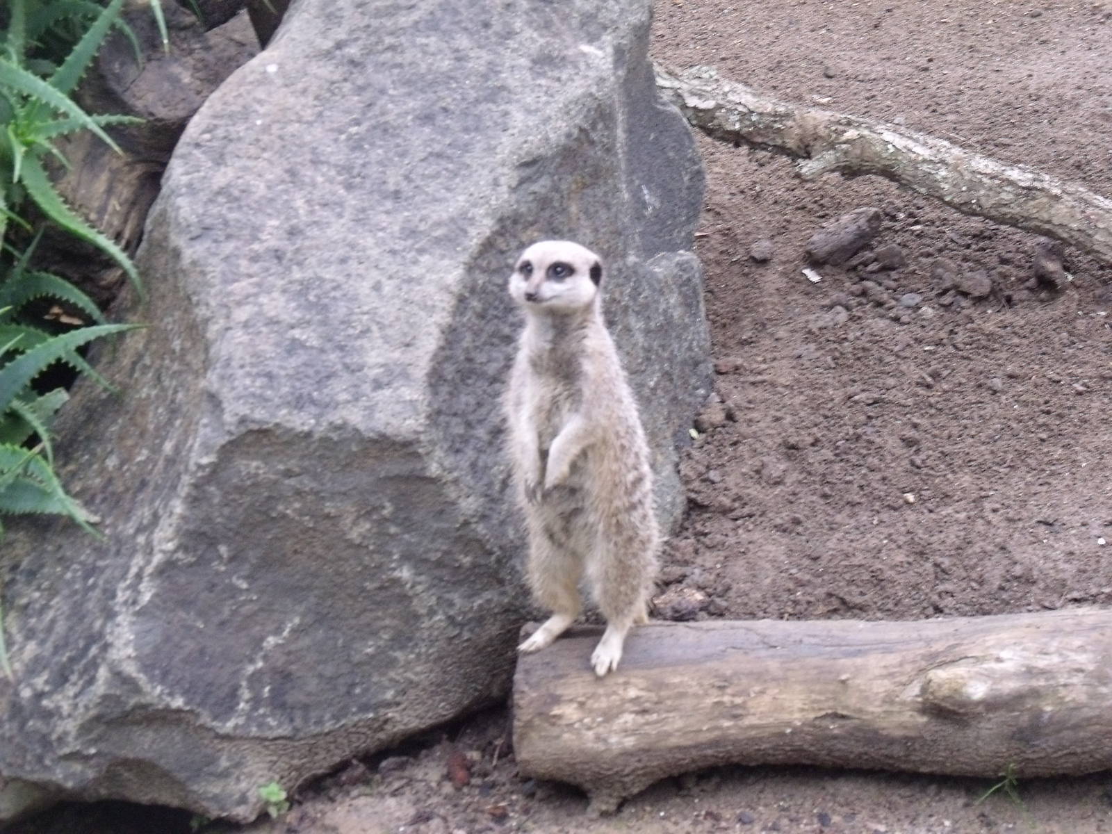 Auckland Zoo Meerkat
