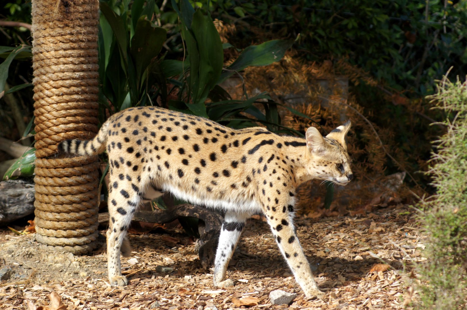 Auckland Zoo | Moholo the Serval