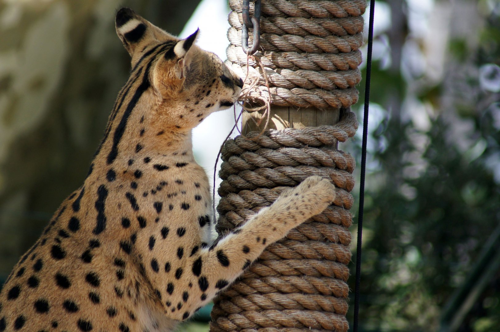Auckland Zoo | Moholo the Serval