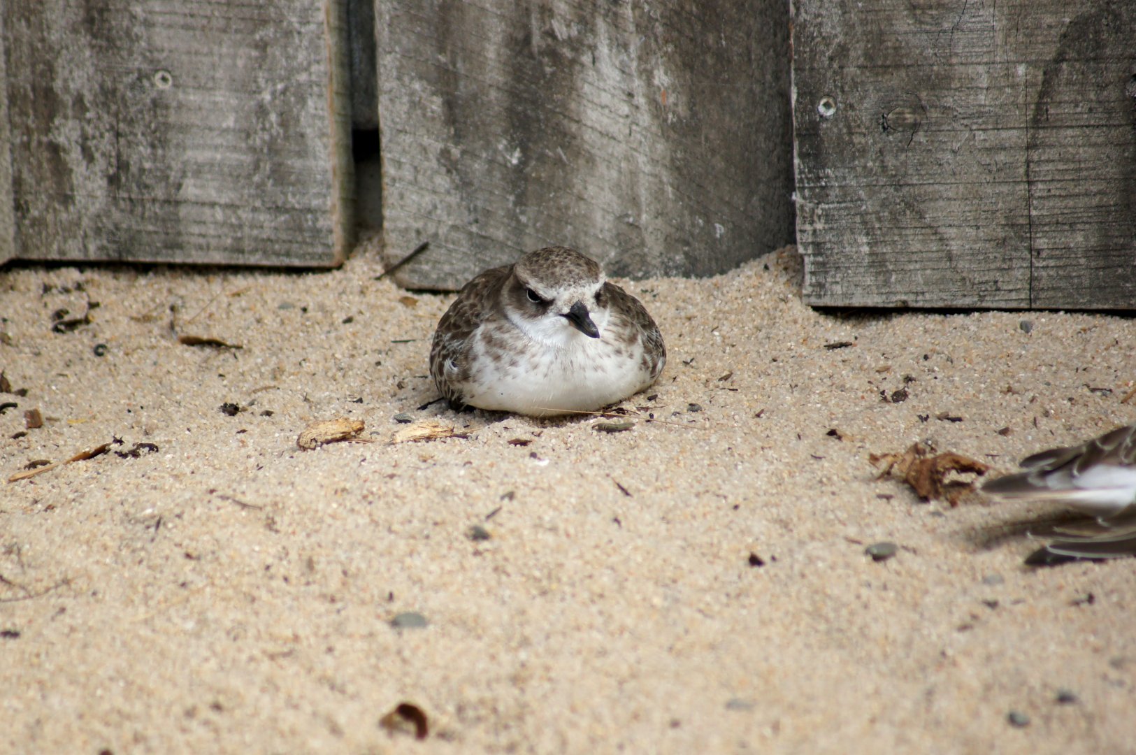 Auckland Zoo | New Zealand Dotterel