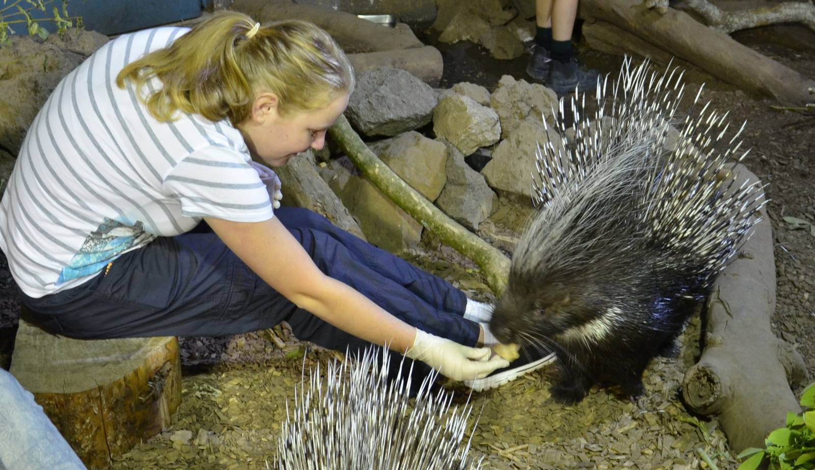 Auckland Zoo now offering the oppertunity to feed Porcupines