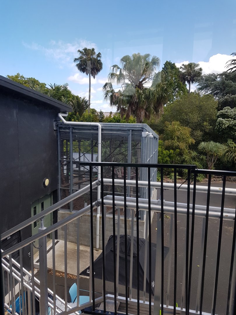 Auckland Zoo | Orangutan Backstage