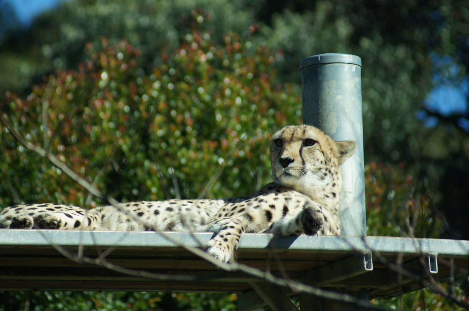 Auckland Zoo | Osiris the Cheetah