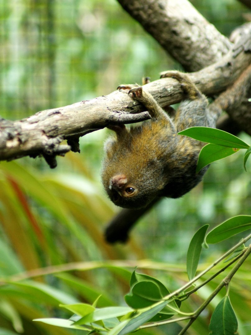 Auckland Zoo | Pygmy Marmoset
