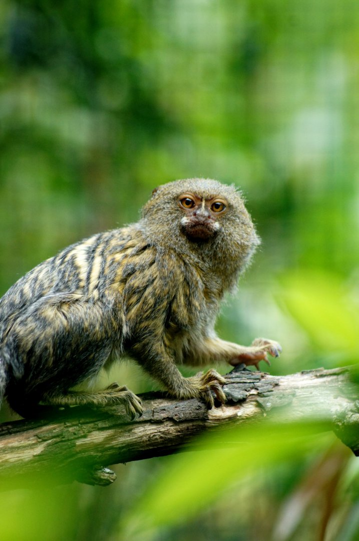 Auckland Zoo | Pygmy Marmoset