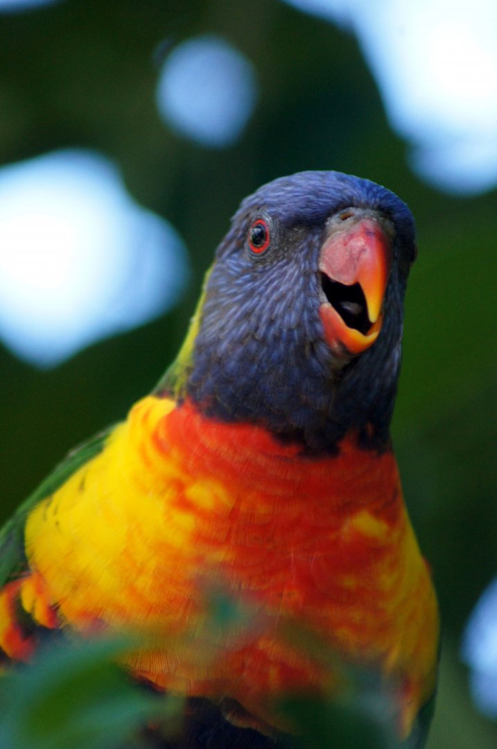 Auckland Zoo | Rainbow Lorikeet