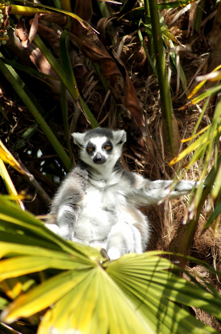 Auckland Zoo | Ring-tailed Lemur