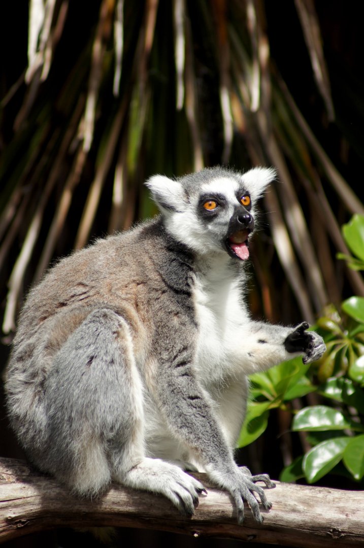 Auckland Zoo | Ring-tailed Lemur