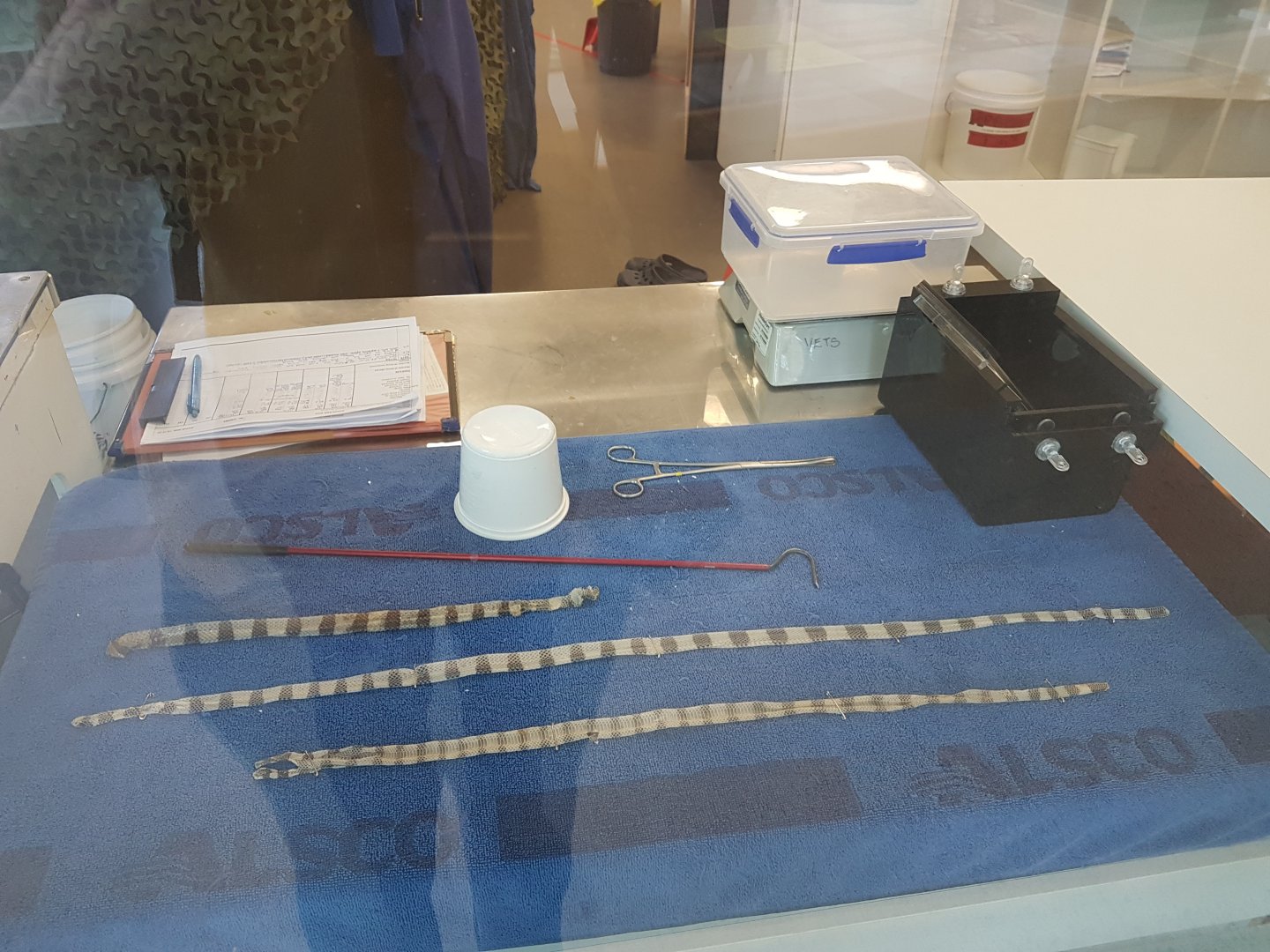 Auckland Zoo | Sea Krait Shed Skins