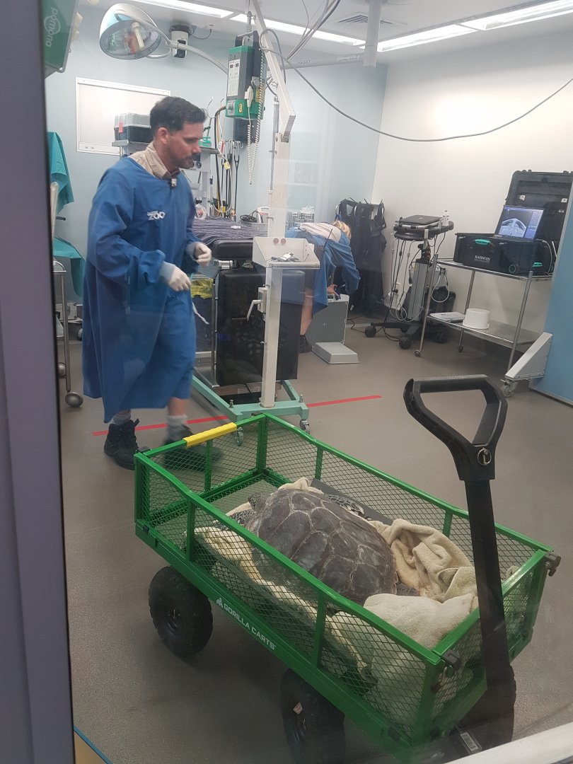Auckland Zoo | Sea Turtle at Vet Hospital