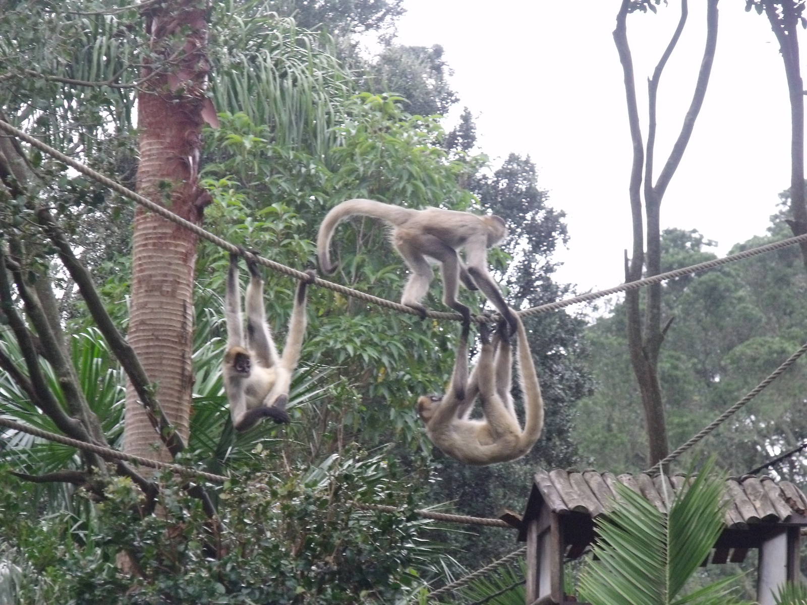 Auckland Zoo Spider Monkey