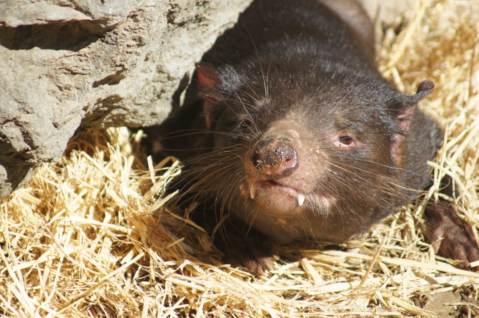 Auckland Zoo | Tasmanian Devil