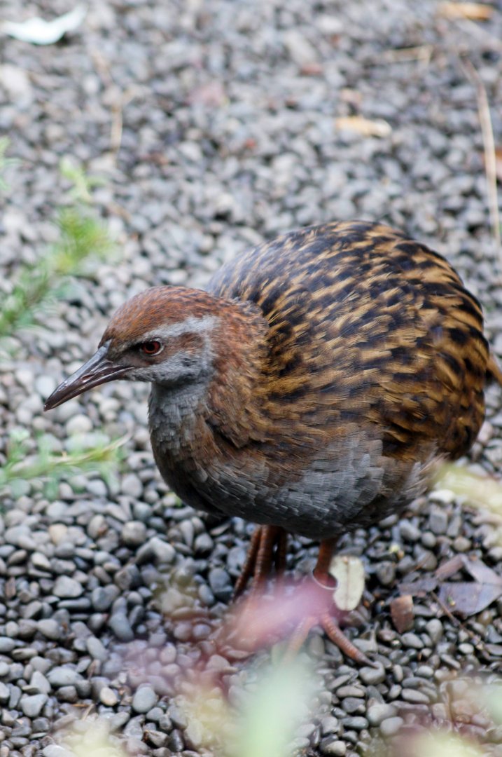 Auckland Zoo | Weka Species