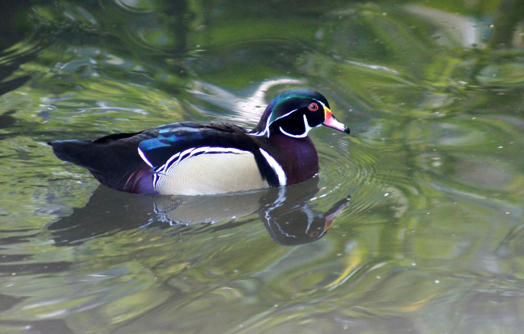 Auckland Zoo | Wood Duck