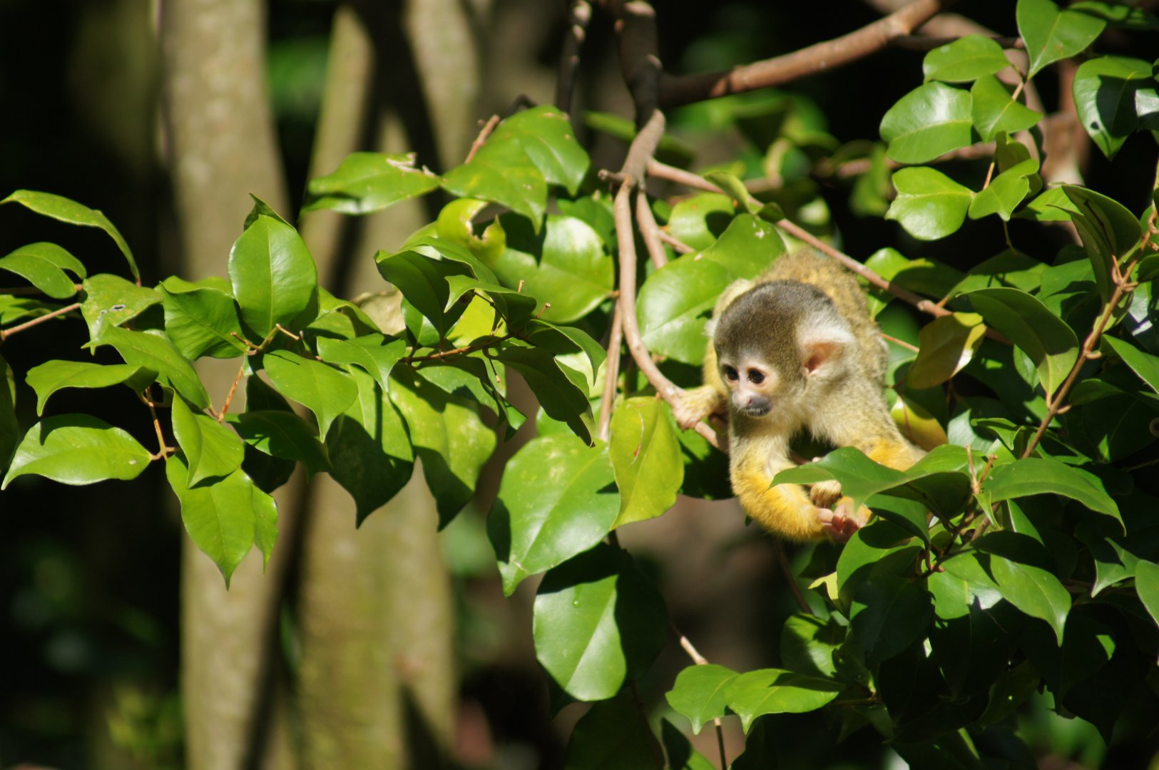 Auckland Zoo | Young Bolivian Squirrel Monkey