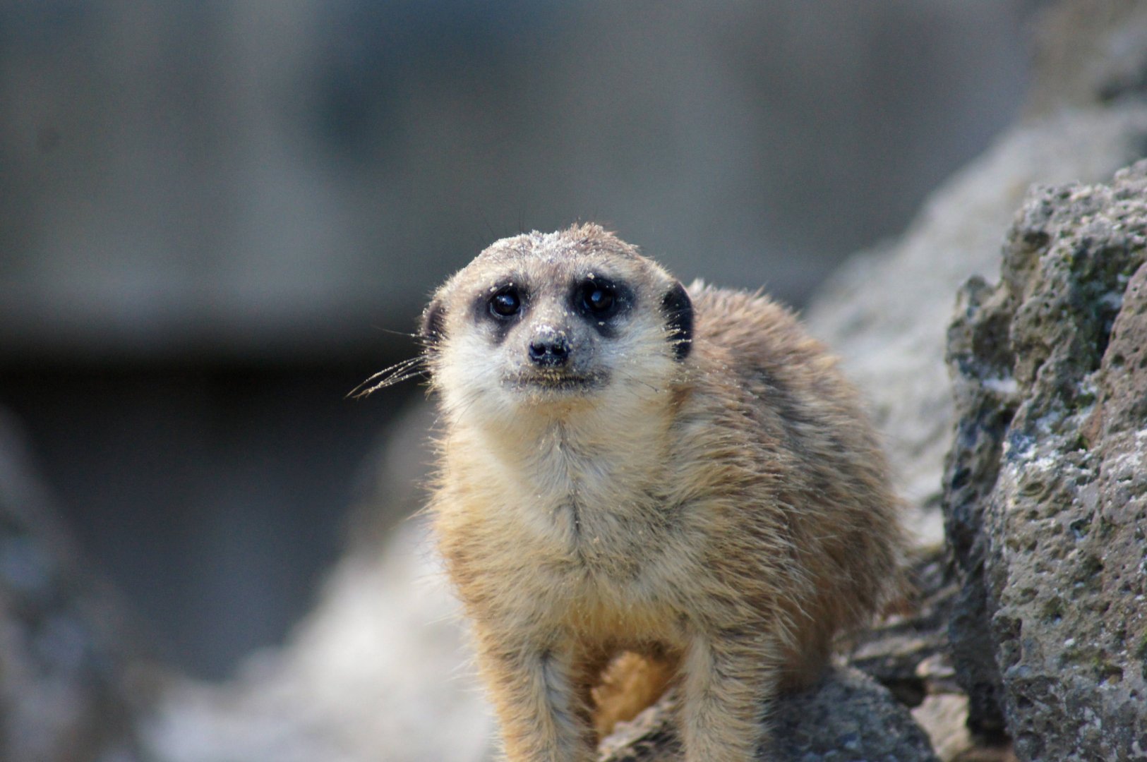 Auckland Zoo | Young Meerkat