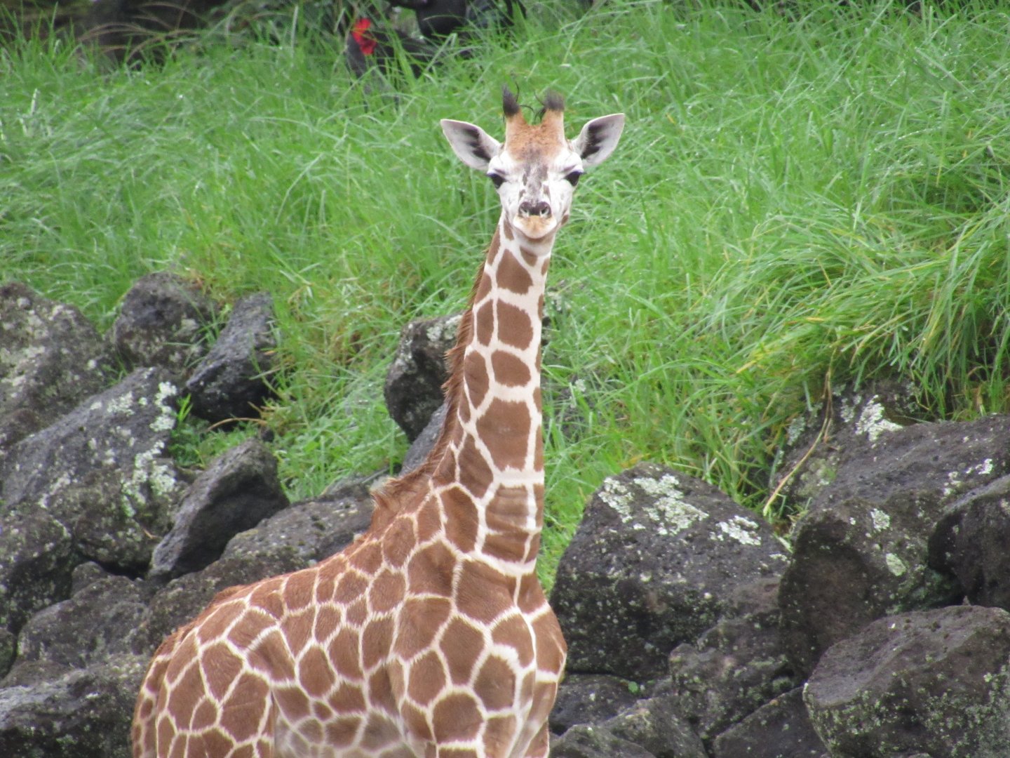 Auckland Zoo's New Giraffe Calf, Kabili