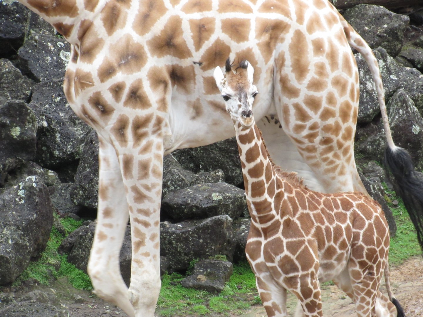 Auckland Zoo's New Giraffe Calf, Kabili